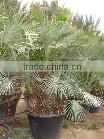 Chamaerops Humilis photo-2