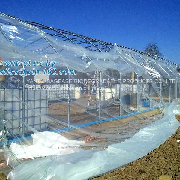 Plastic Film Agriculture Greenhouse,6 Mil Poly Anti-uv Plastic Greenhouse Film,Anti-fog UV Resistant,mushroom,TOMATO PAC