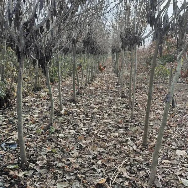 Price of Chinese Redbud Trees photo-3