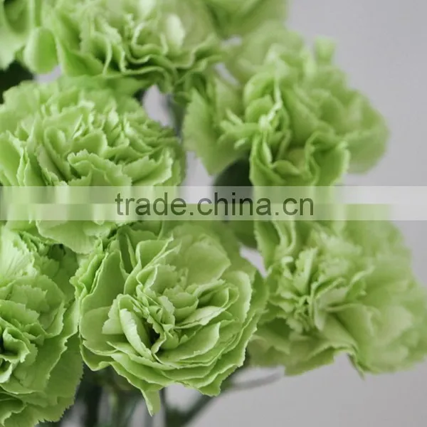 Durable Green Lady Fresh Cut Carnation Flower Arrangements photo-2