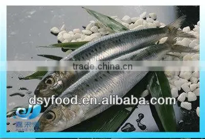 Frozen Fresh Sardine photo-5