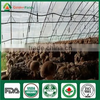 China Professional Supplier Factory Price for Shiitake Mushroom Spawn Growing Kit photo-4