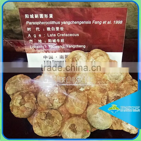Lifesize Dinosaur Eggs Fossils for Museum photo-2