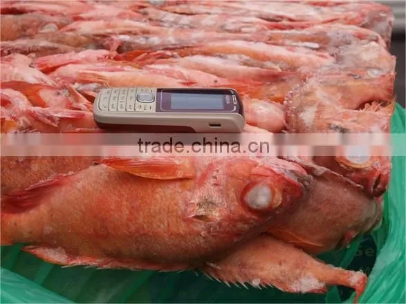 Red Fish Sebastes Viviparus