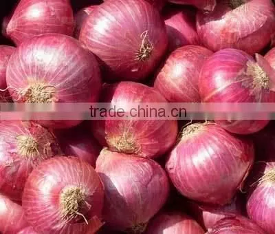 ONION-IN BULK