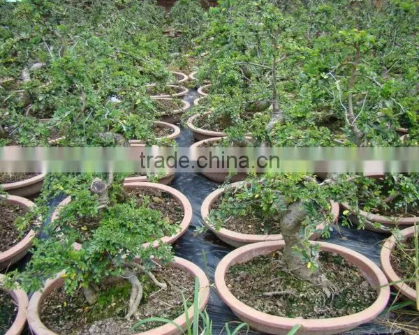 Landscaping and Outdoor Bonsai Usage Chinese Ulmus Pulila photo-3