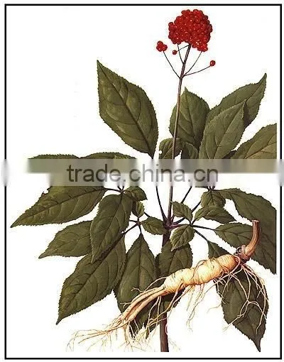 High Quality GMP&KOF-Kosher Ginseng Root Extract Ginsenoside photo-3