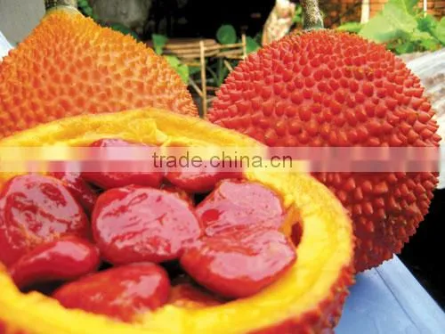 Natural Lycopene Powder/0.1-4% Lycopene From Gac Fruit Powder Extract photo-4