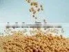 Soybeans P.E.