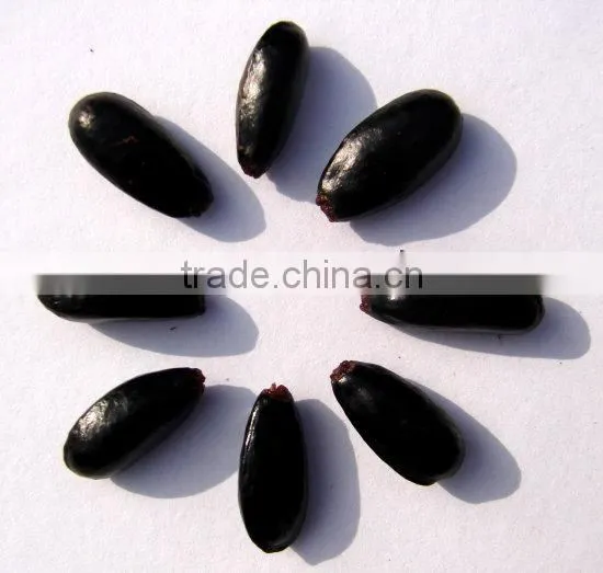 Indian Custard Apple Fruits Tree Seeds Annona Squamosa Rajasthan Asia photo-2