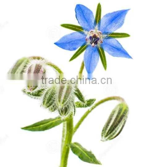 Cold Pressed Best Price Organic Borage Seed Oil Essential Oil Cure PMS photo-2
