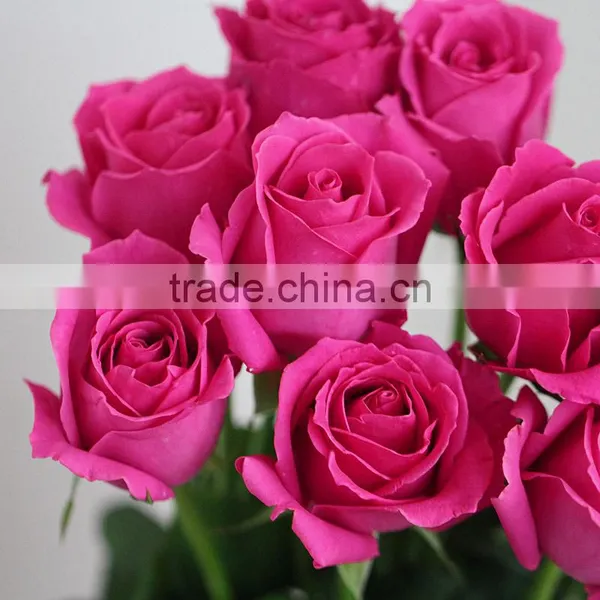 Supply Various Colors Fresh Rose Flowers From Kunming Plants Base photo-4