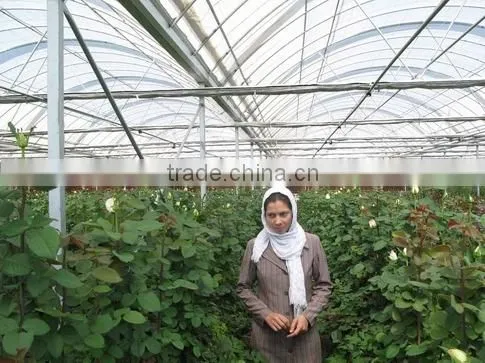 Commercial Greenhouse For Sale photo-3