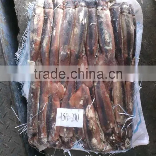 Gracilaria of Illex Squid