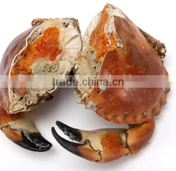 Brown Crab photo-4