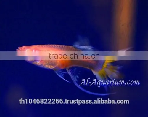 Guppy Fish Fish Farm For Sale and Export / Tropical Fish Exporter Thailand photo-4