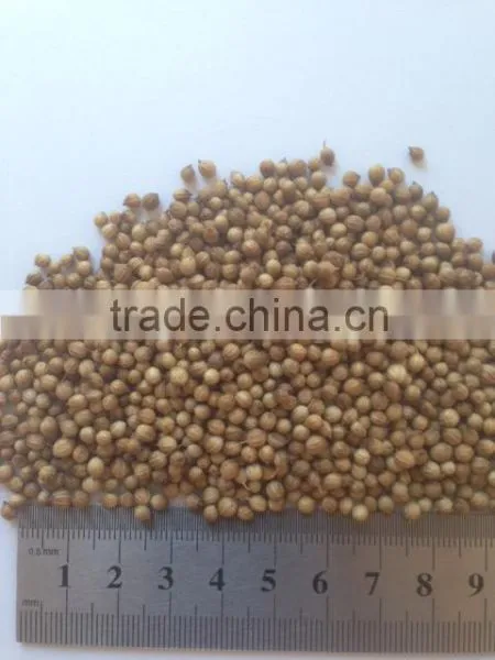 Coriander