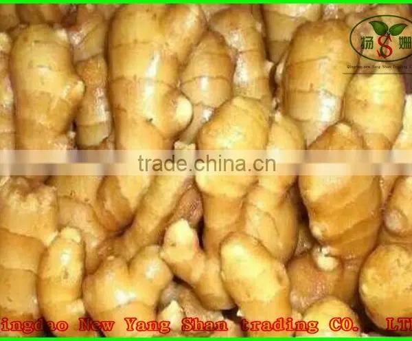 2015 Fresh Cabbages/Cabbage Exported to Southeast Asia, the Middle East photo-5