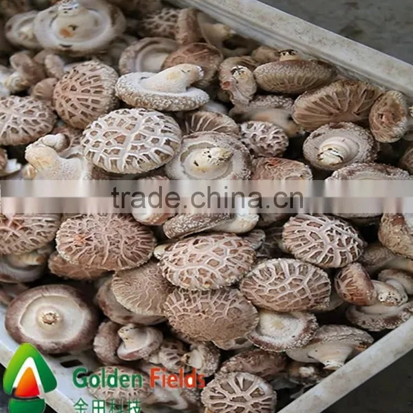 Magic Shiitake Mushroom photo-4