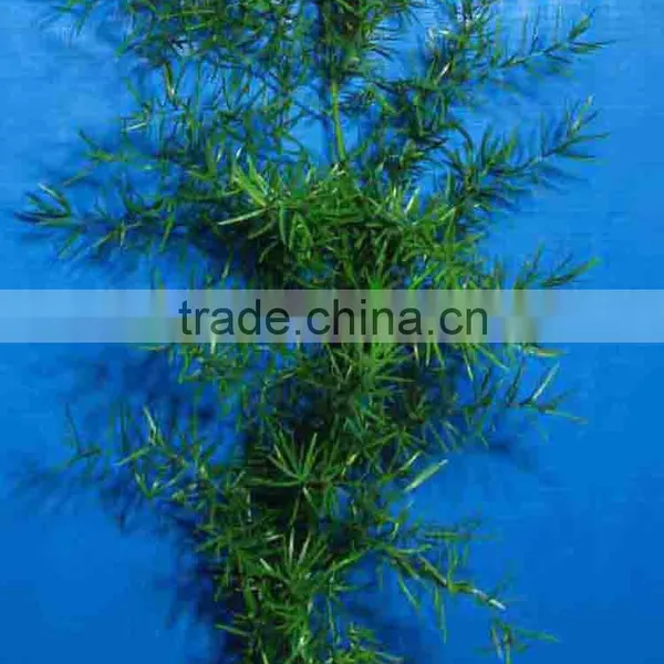 wholesale the top quality fresh cut Asparagus cochinchinensis with the high quality