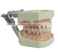 Gingival Dental Teeth Model for Prosthodontics Practice