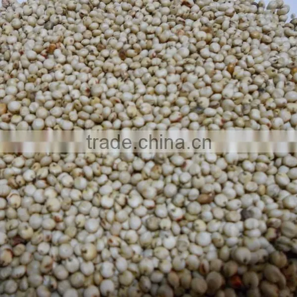 White Sorghum Chinese Quality photo-2