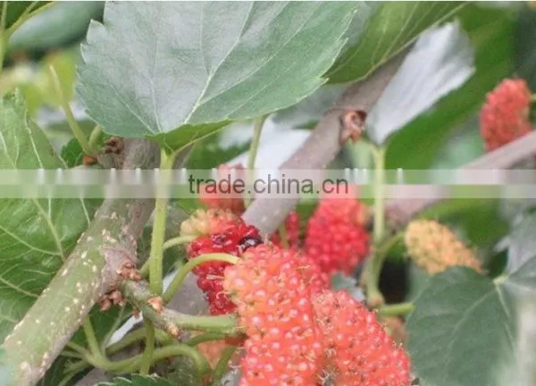 Mulberry Tree Seedling photo-2