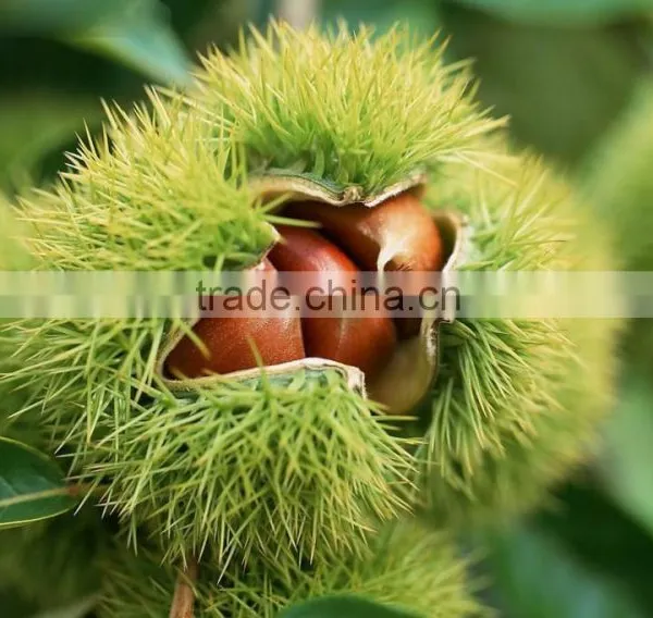 Chinese Chestnut Seedling photo-4