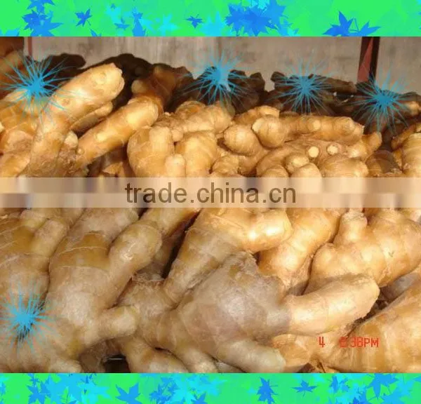 2014 New Air Dry Fresh Ginger photo-3