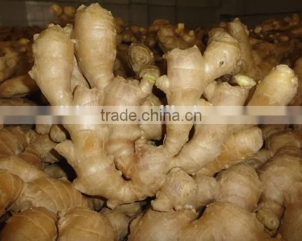 Fresh Mature Ginger photo-5