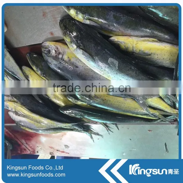 Whole Sale Good Price Frozen Mahi Mahi Fish WR photo-3