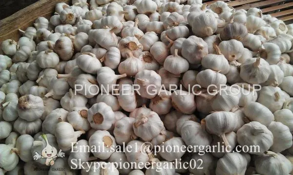4.5-5cm Normal White Chinese Fresh Garlic In Mesh Bag Packing photo-3