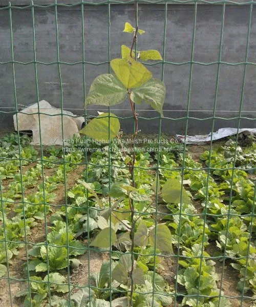 Welded Galvanized PVC Coated Fence Cheap Price photo-3