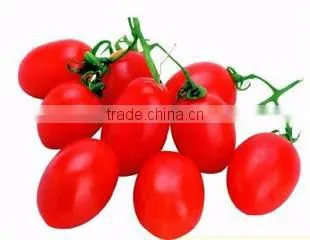 Cherry Tomato Grading Machine/Tomato Grading Machine photo-4