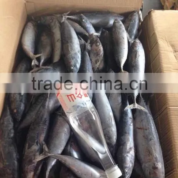 Top Sales Frozen Bonito Tuna Fish Auxis Thazard Bullet Tuna photo-5