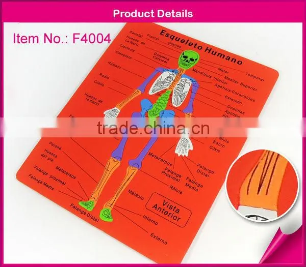 EVA Foam Puzzle(skeletal System) photo-2