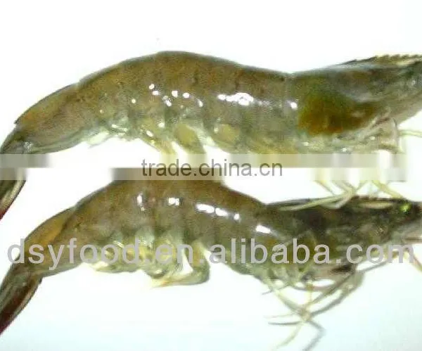 Frozen Vannamei Shrimp