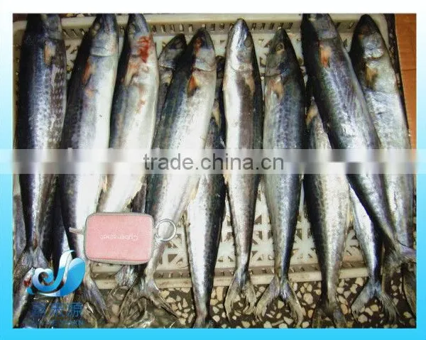 Frozen Pacific Mackerel photo-5