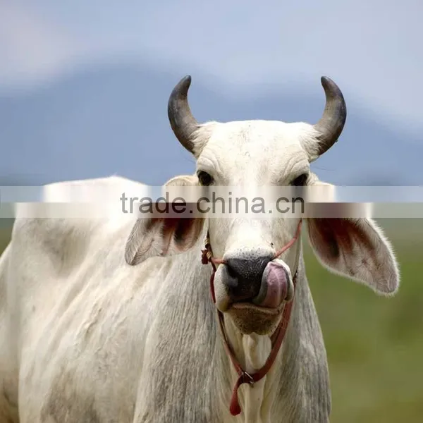 Cattle Slaughter House Cow Bull Sheep Pig Processing Slaughtering Equipment Farm Machinery Bull Meat Processing With Cold