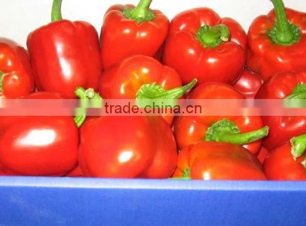 Fresh Capsicum