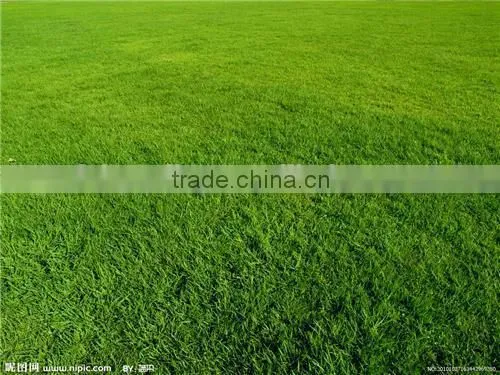 2016 New High Quality Grass Seeds Bermuda Grass Seeds For Sale photo-4