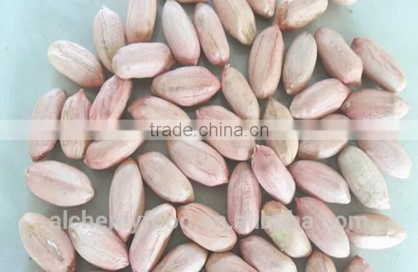 Supplier of Peanuts Kernel and Peanuts Kernel Buyer From All Over the World photo-4
