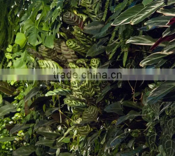 Factory Price Natural Looking Artificial Plant Wall, Vertical Artificial Green Wall,indoor or Outdoor photo-4