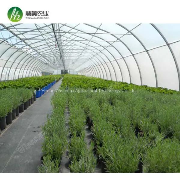 Low Cost Widely Used Agricultural Film Single Span Greenhouse photo-3