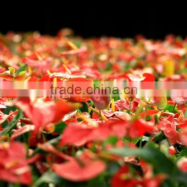 Durable Hotsell Red Anthurium Plant photo-2