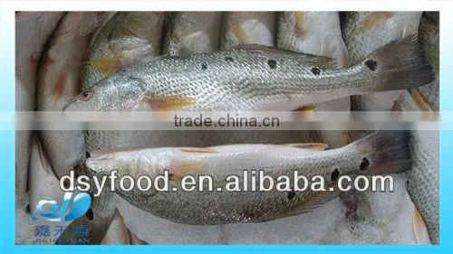 Frozen Seabass/Southern Seabass Fish Fillet