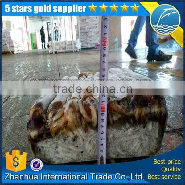 Frozen Illex Squid Price, Seafrozen Jigger Catch Illex Squid photo-4