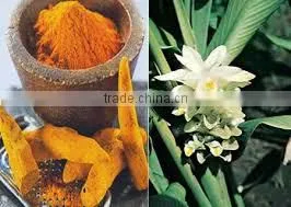 Turmeric Oil Extraction photo-3