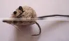 Natural Mouse Bass Bugs