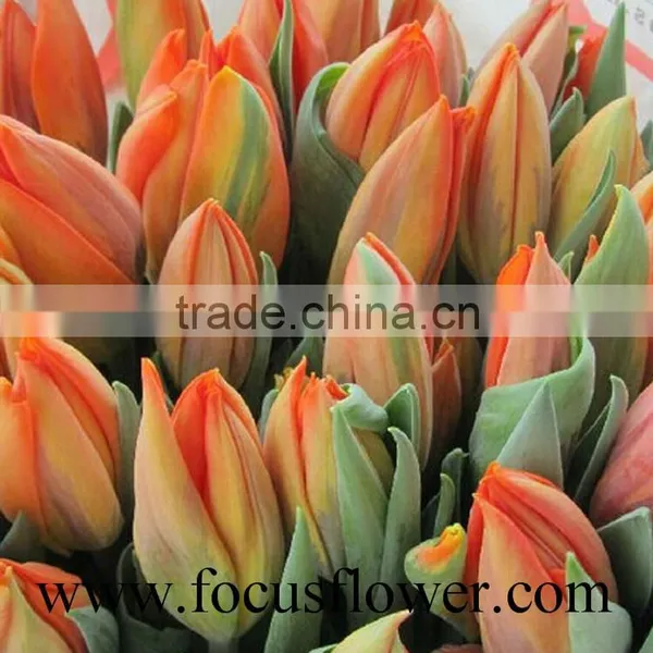 2016 High Quality Rainbow Tulip, the Fresh Cut Flowers With Low Price photo-3